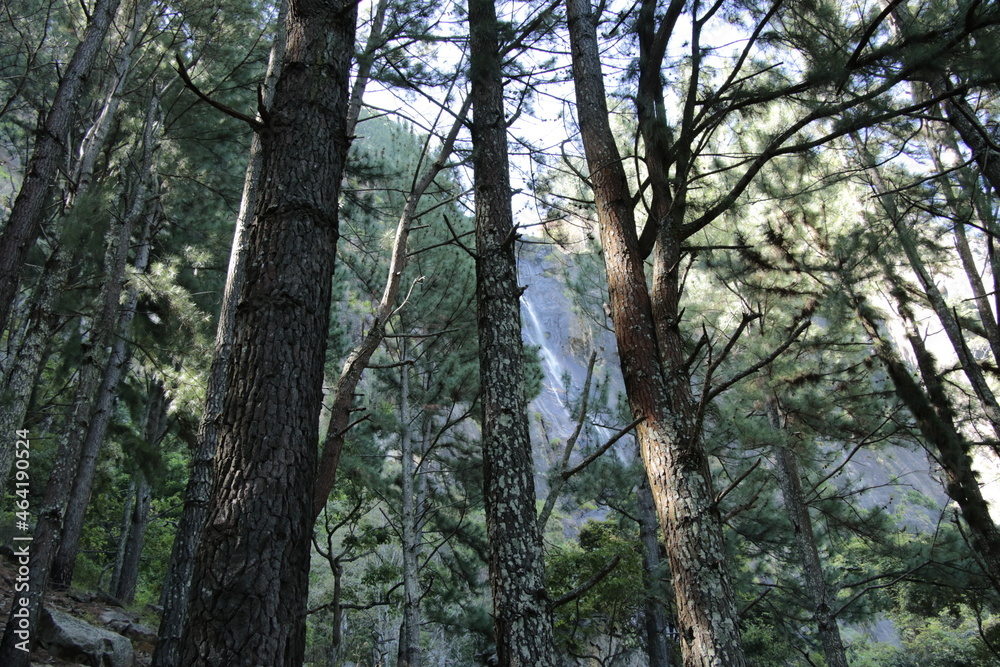 trees in the woods trees in the woods