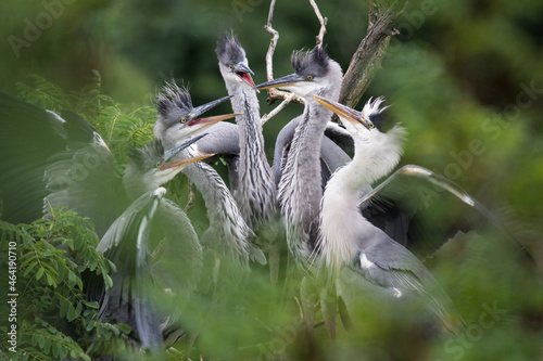 Grey herons in the nest