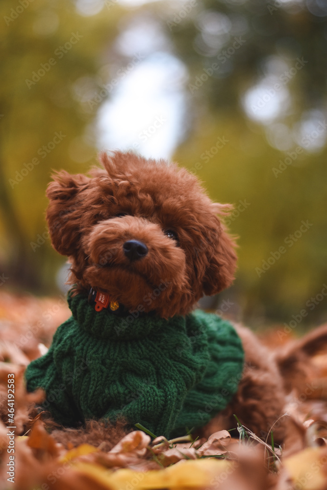 Toy poodle puppy autumn Toy poodle puppy autumn