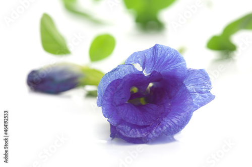 Close-up of organic green fresh Butterfly pea or Aprajita or Vishnu kanta flower (  clitoria ternatea )  isolated over white background photo