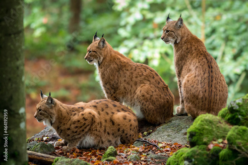 Lynx triplets