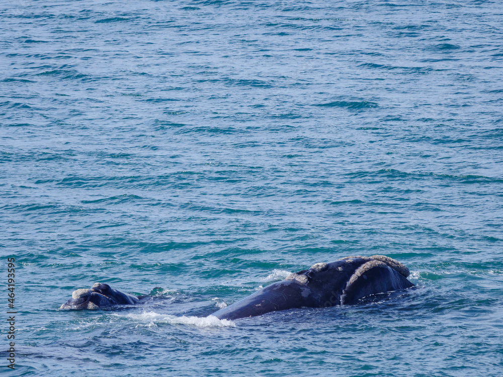 Obraz premium Southern right whale (Eubalaena australis). Hermanus. Whale Coast. Overberg. Western Cape. South Africa