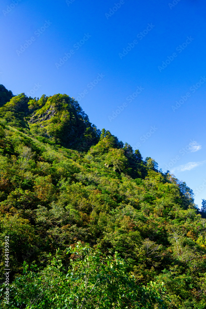 秋の広葉樹林　紅葉　黃葉　青空