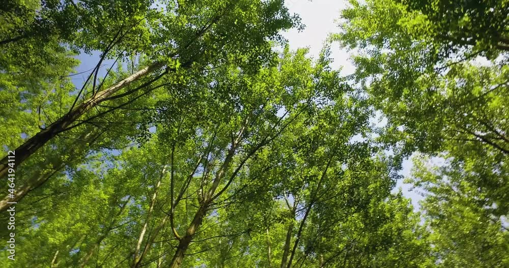 Panning through a green forest, looking straight up into the branches. Beautiful sun rays illuminating a beech forest in vivid shades of fresh green Panning through a green forest, looking straight up into the branches. Beautiful sun rays illuminating a beech forest in vivid shades of fresh green