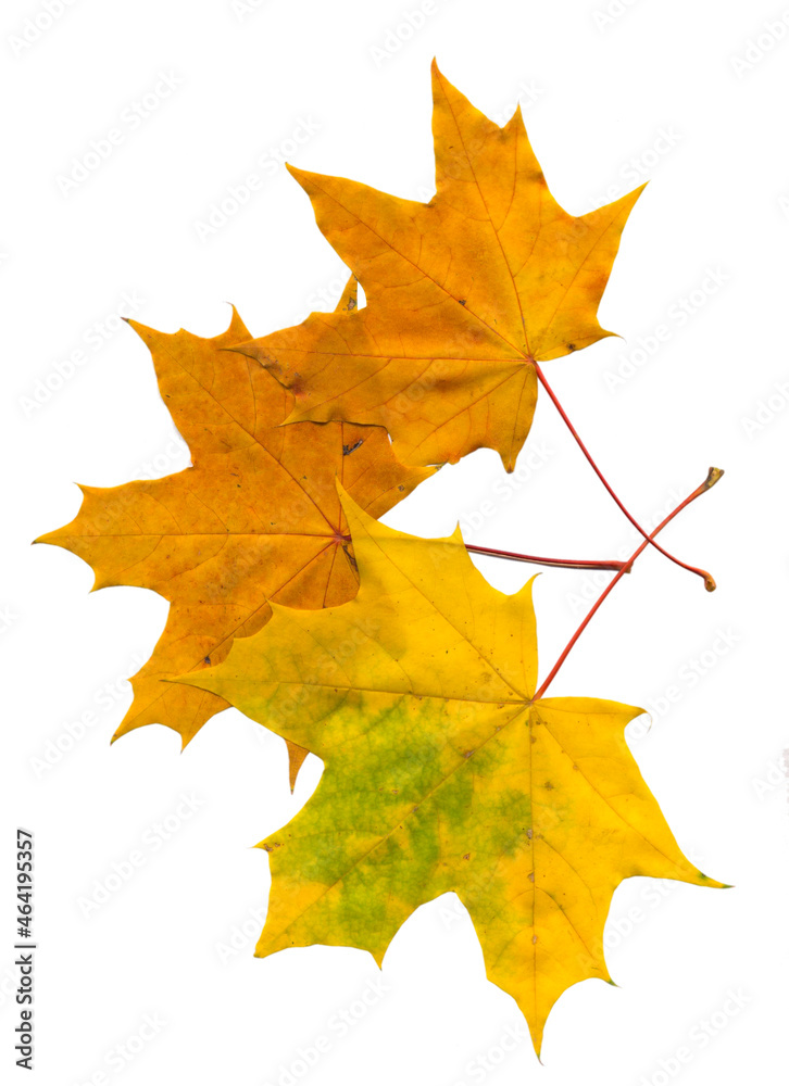 Bright autumn maple leaves on a white isolated background