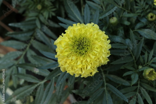 yellow marigold flower in the garden