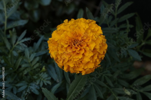 orange flower in the garden
