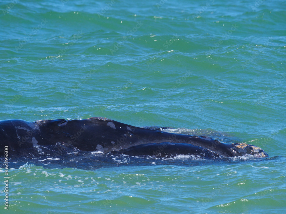 Southern right whale (Eubalaena australis). Hermanus. Whale Coast. Overberg. Western Cape. South Africa