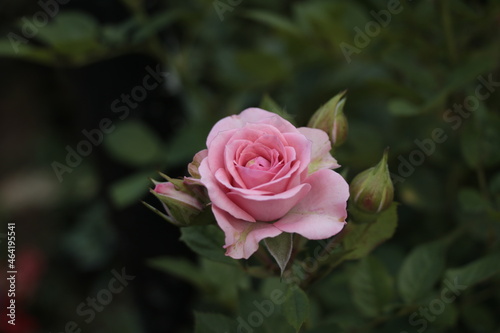 pink rose in the garden