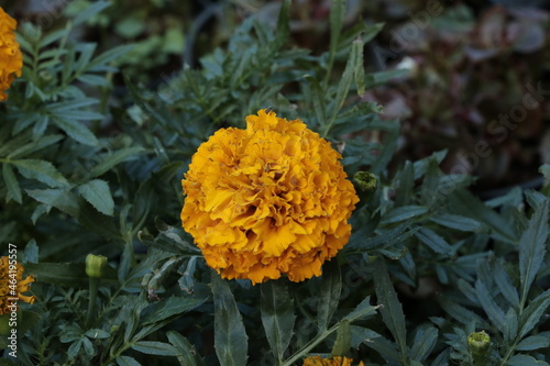 Orange marigold flower in the garden