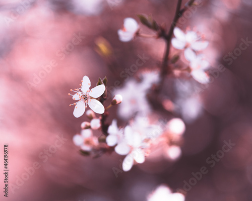Cherry blossom, spring, bokeh lights, pink, lovely, delightful