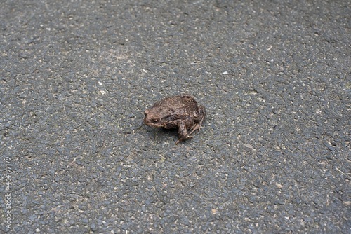 frog on the ground