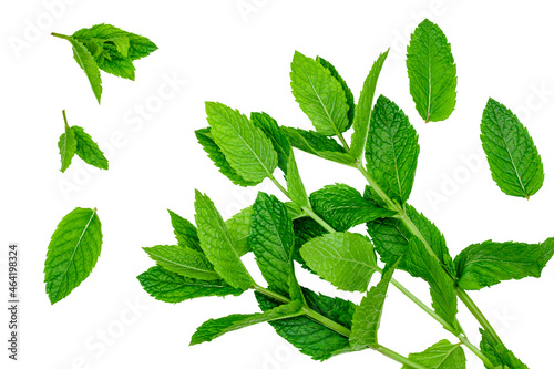 Mint leaves isolated on a white background  top-down