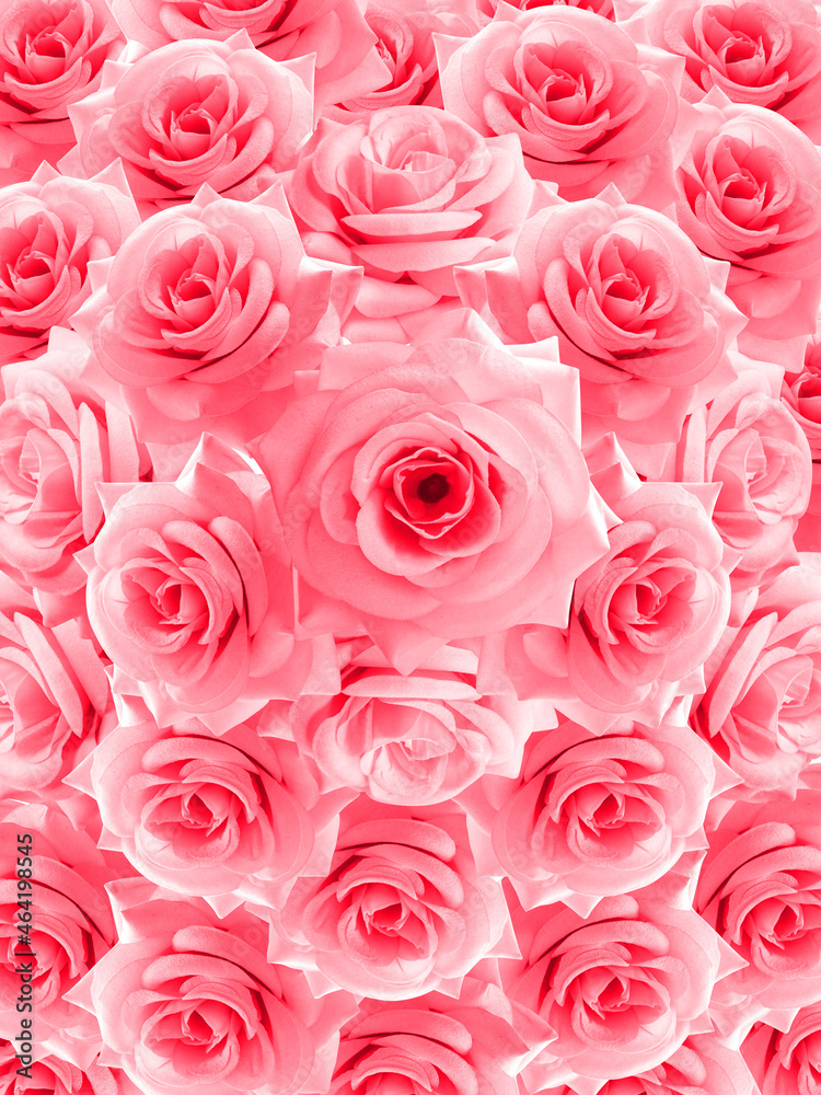 pink roses flower stacked background, nature, template, banner, name card