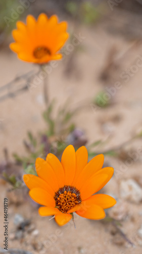 Orange Flower