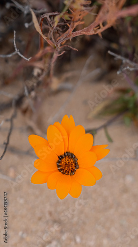 Bittergousblom Flower