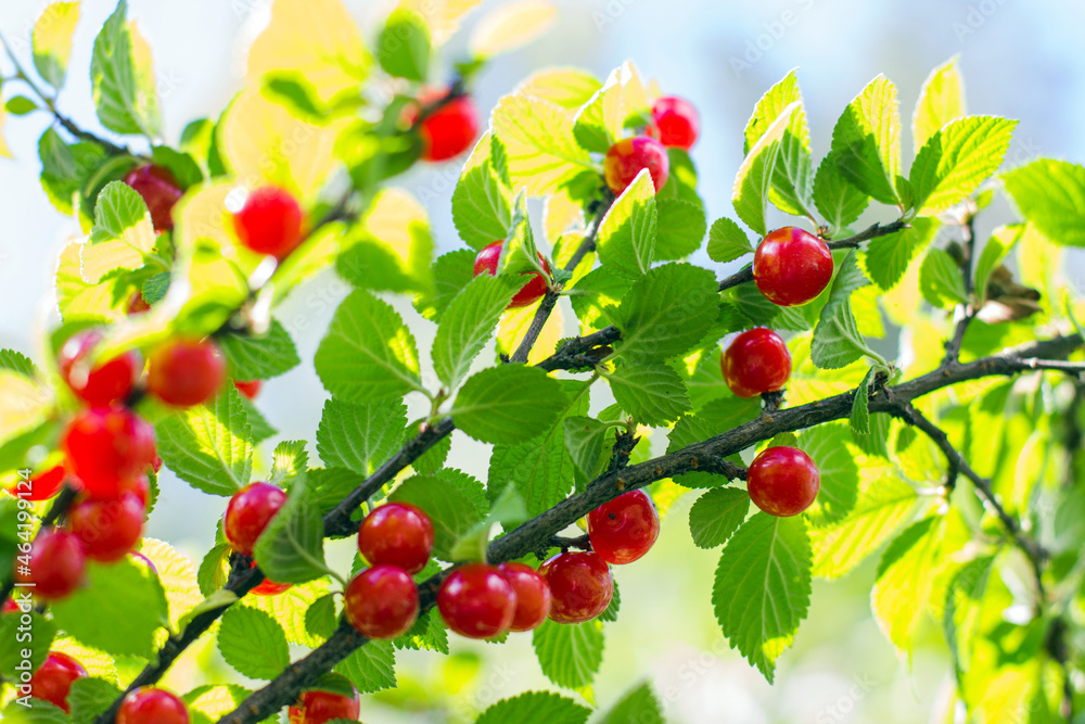 Ripe red cherry on green tree branch. Harvest under sunshine Ripe red cherry on green tree branch. Harvest under sunshine