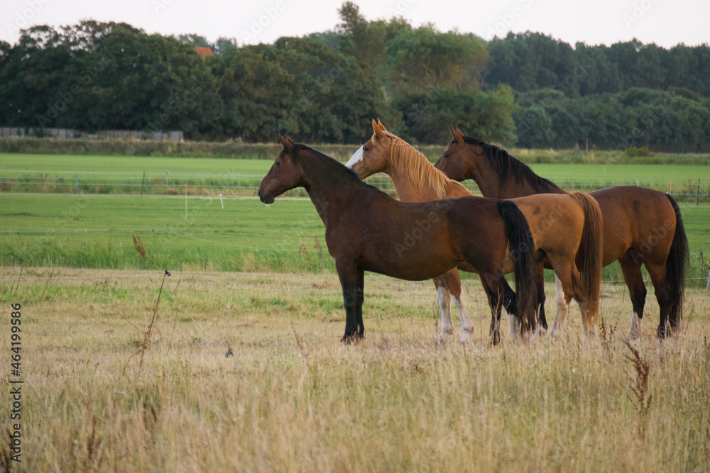 horse in the field horse in the field