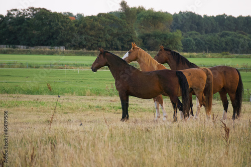 horse in the field