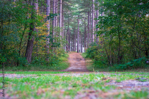 footpath in the forest