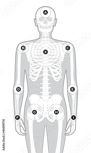 Vector anatomical human target with skeleton. Isolated on white background. photo