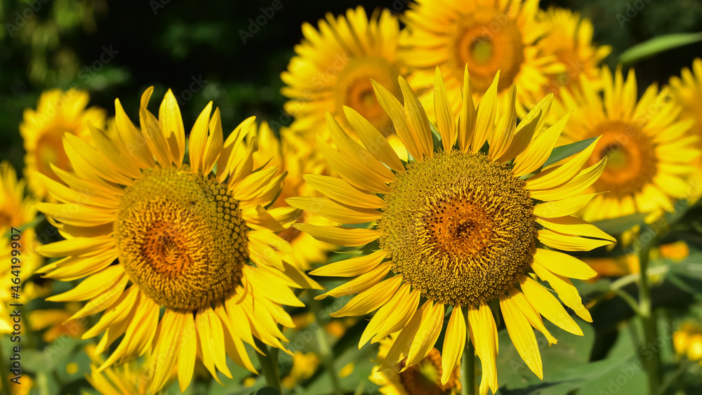 Obraz premium ヒマワリの花（Sunflower）