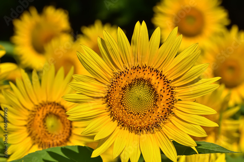                      Sunflower   