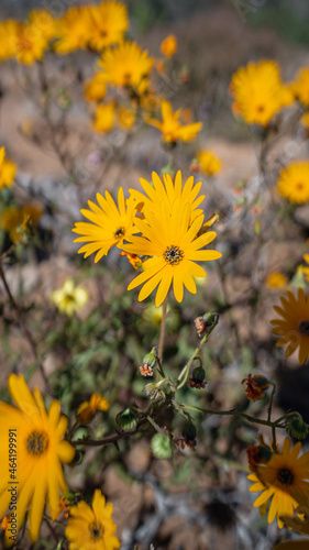 Yellow Snow Flower