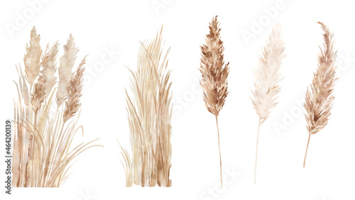 Pampas grass set painted in watercolor. Boho floral neutral colors frame. Botanical boho elements isolated on white. Bohemian style wedding invitation, greeting, card, stickers, scrapbooking photo