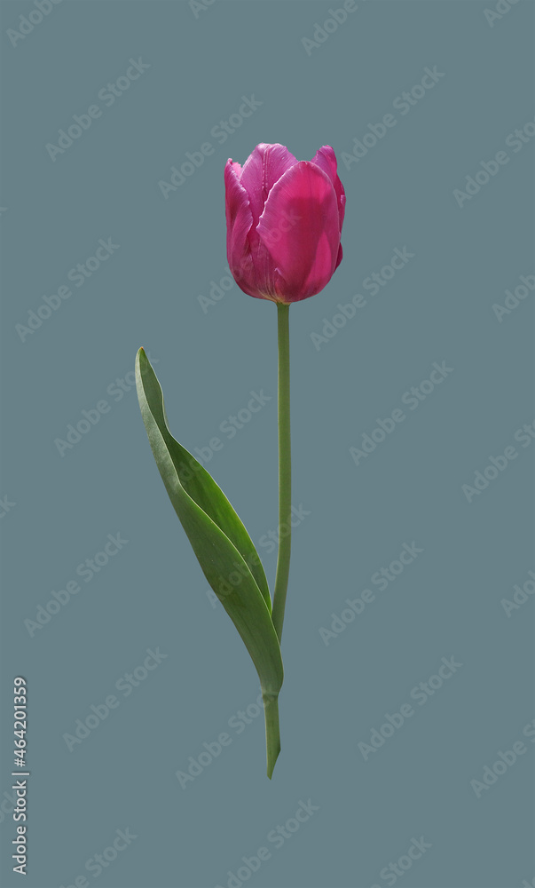 Fototapeta premium Purple tulip flower.