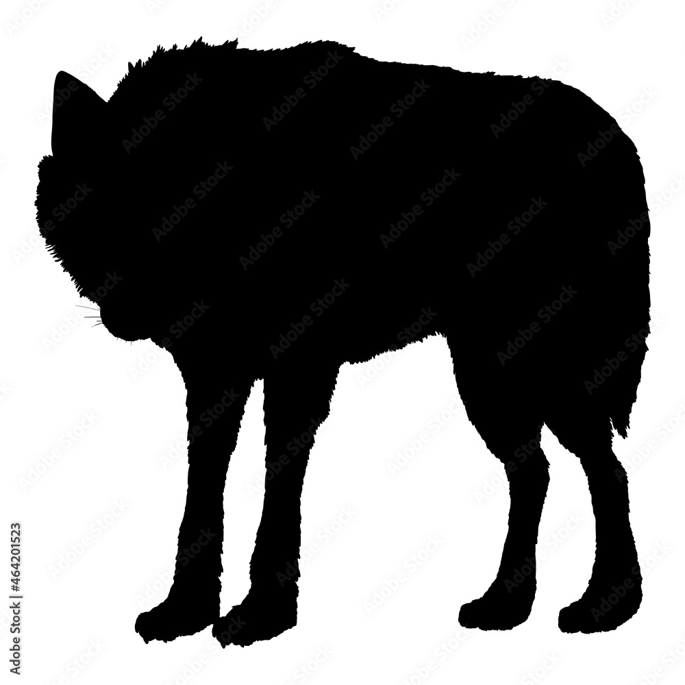 Wolf Standing and Watching Vector Black Silhouette Illustration