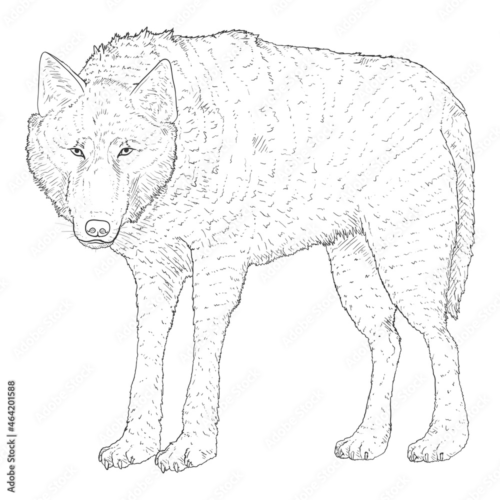 Fototapeta premium Wolf Standing and Watching Vector Sketch Hand Drawn Illustration