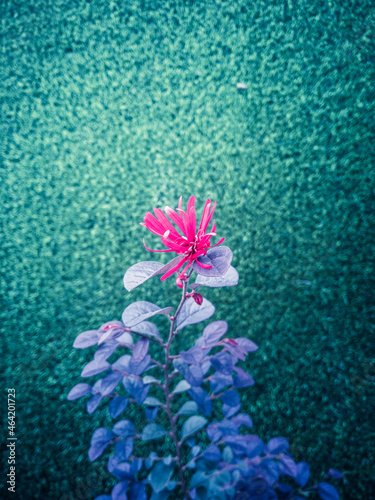 pink flower with green background