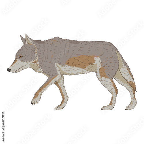 Wolf Walking Side View Vector Cartoon Illustration