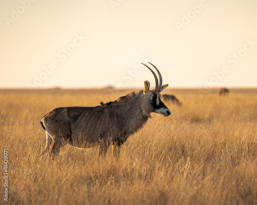 Roan Antelope 