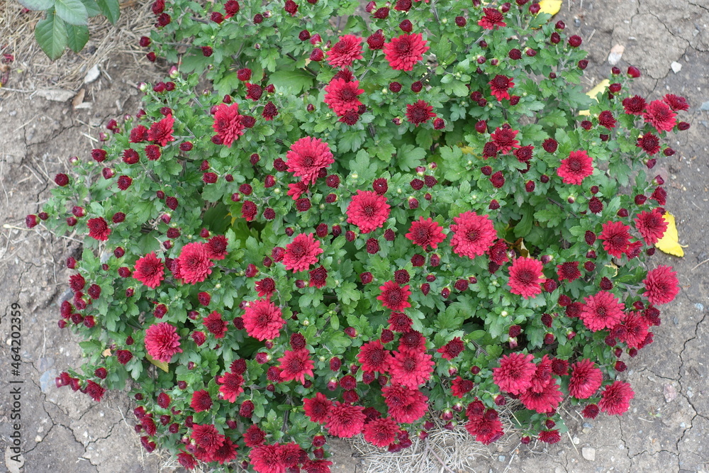 Top view of Chrysanthemum bush with red flowers and buds in October