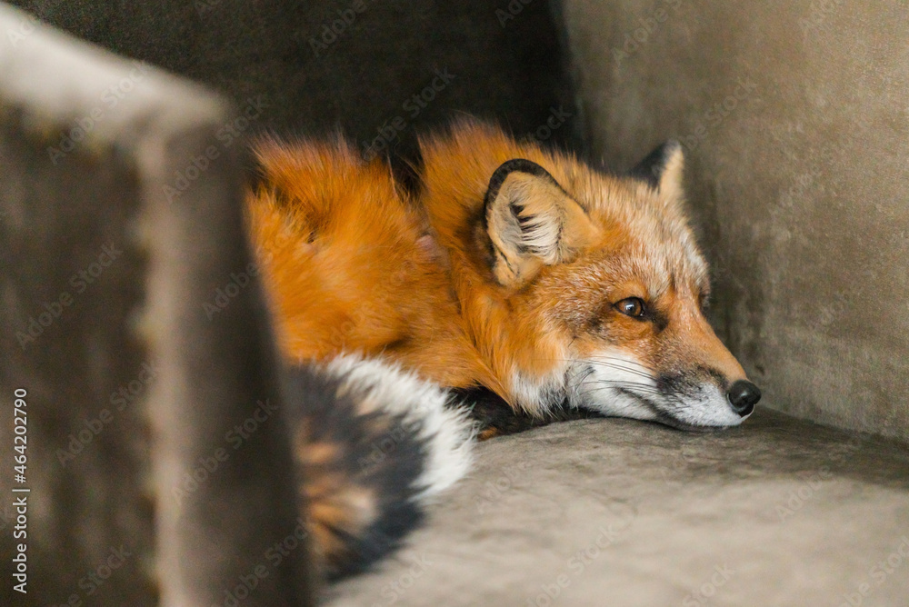 Fototapeta premium red fox on the chair