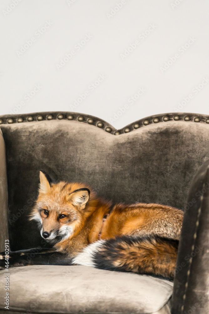 Fototapeta premium red fox on the chair