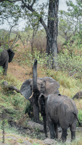 Elephant Mud Bathing 