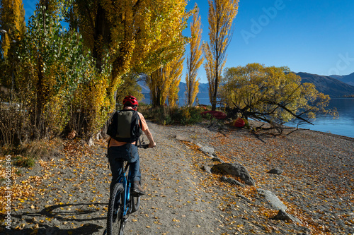 Tourist riding the bike on the Millennium track along the Wanaka lakeside among the autumn trees.