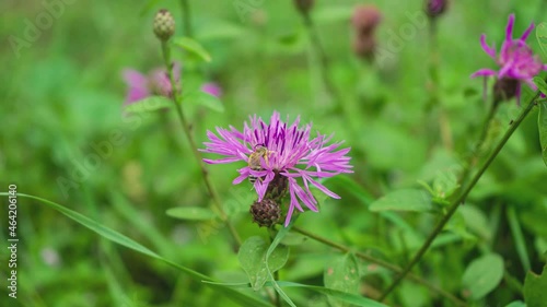 Purple pink Stokes Aster Stokesia laevis flower photo