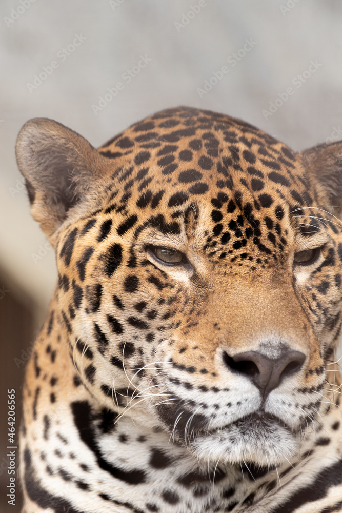 Naklejka premium ジャガー