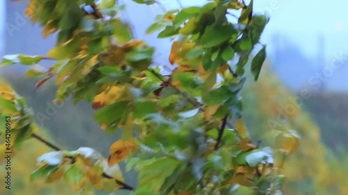 Regensburg, Bavaria, Germany, October 21, 2021: extreme wind and weather conditions. Autumn trees bending due to high speed winds
