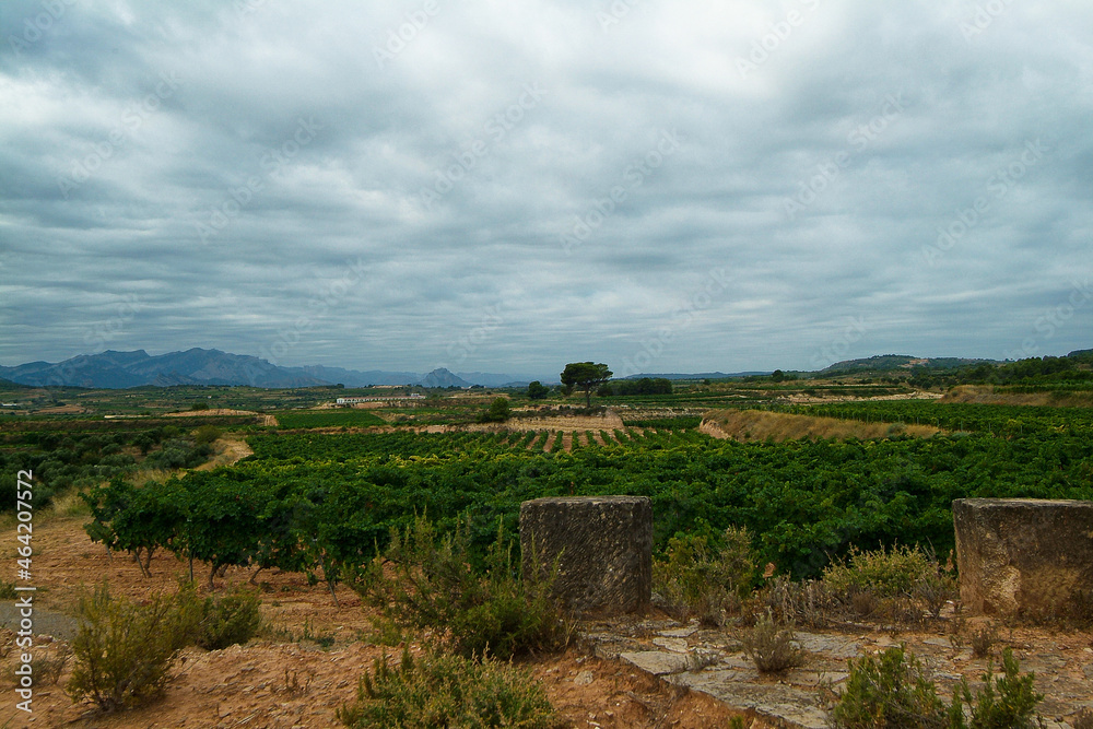 Fototapeta premium Viñedos de la bodega Edetaria en Terra Alta, Tarragona, Cataluña