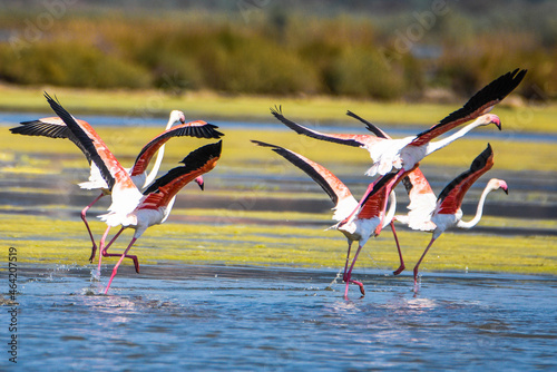 A flock of flamingos in flight photographed in an abandoned salt pans of Ulcinj in Montenegro