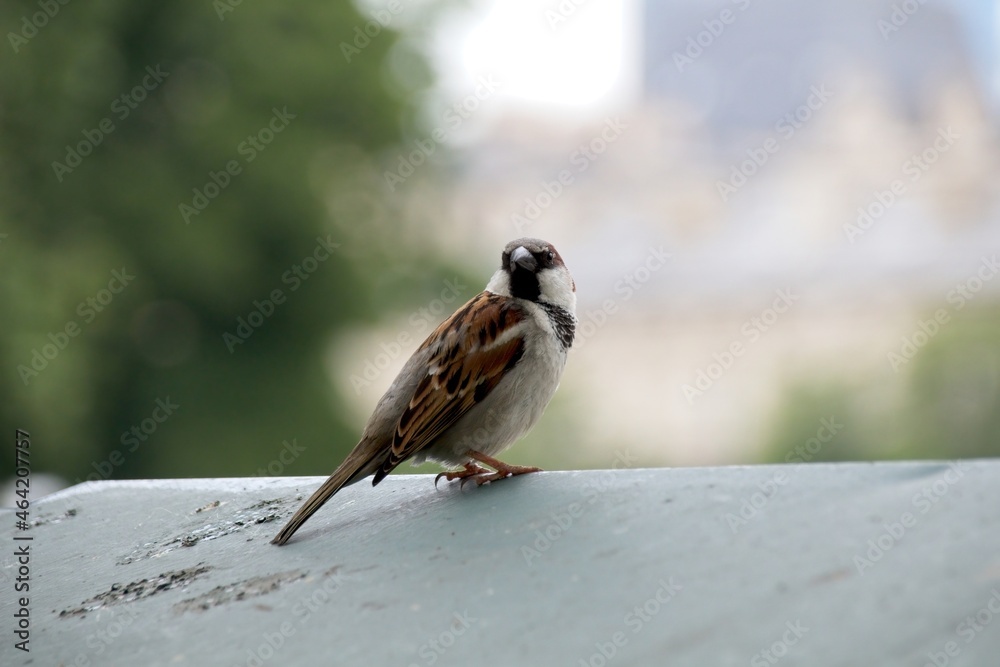 Fototapeta premium sparrow on the roof