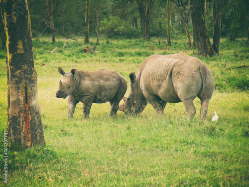 Vintage photography style of rhinoceros  wild life in Maasai Mara National park  Kenya  selected focus.