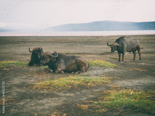 Vintage photography style herd of African Buffalo   wild life in Maasai Mara National park  Kenya  selected focus.