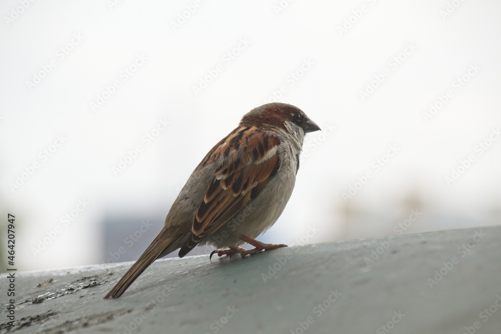sparrow on the roof sparrow on the roof