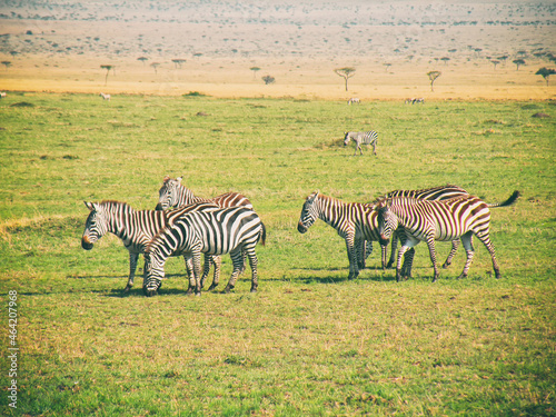 Vintage photography style herd of Zebras  wild life in Maasai Mara National park  Kenya  selected focus.